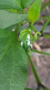 uploads/images/pest/coffee mealybug.jpg